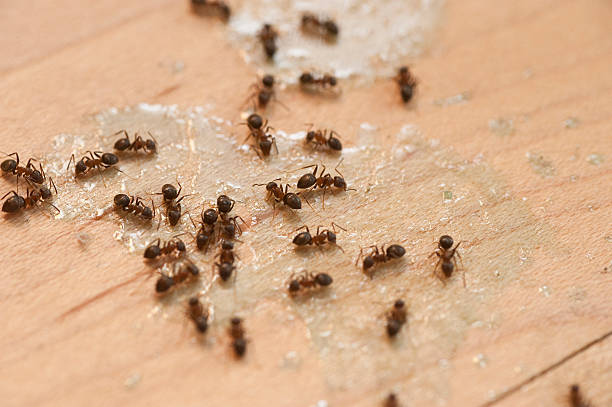Best Wasp Removal Services  in Defiance, OH